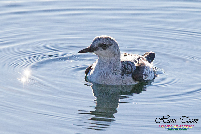Black Guillemot 5