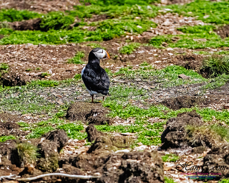 Elliston and Atlantic Puffins 131