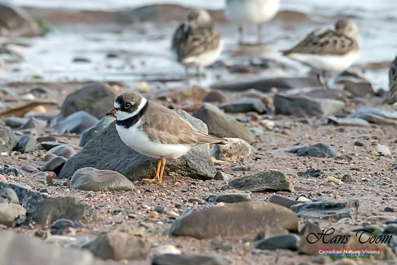 Semipalmated Plover
