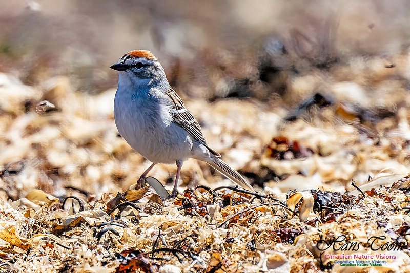 Chipping Sparrow 106