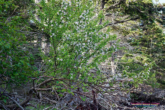 Apple Tree Blossom