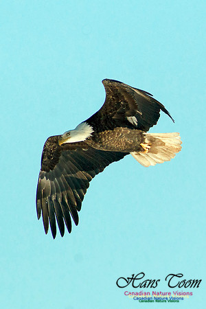 Bald Eagle