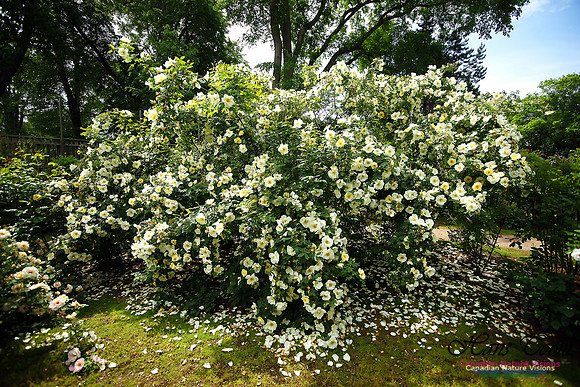 Annapolis Royal Historic Gardens