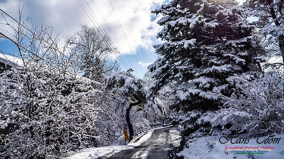 April Snow in Nova Scotia 229