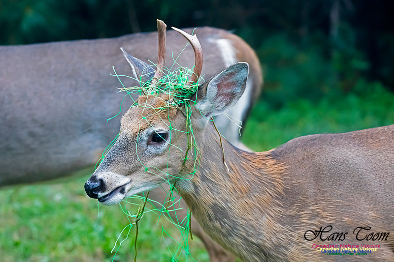 White-tailed Deer
