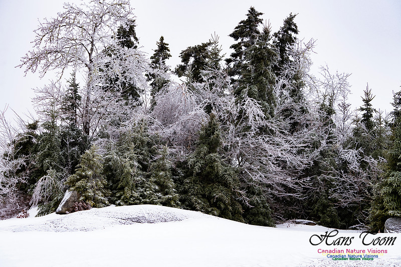 Ice Storm 2022 110