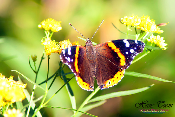 Red Admiral