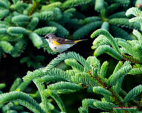 American Redstart 102
