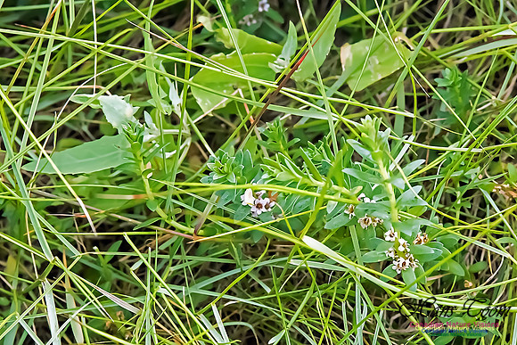 Sea Milkwort(Glaux maritima)