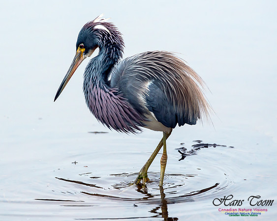Tricoloured Heron 56