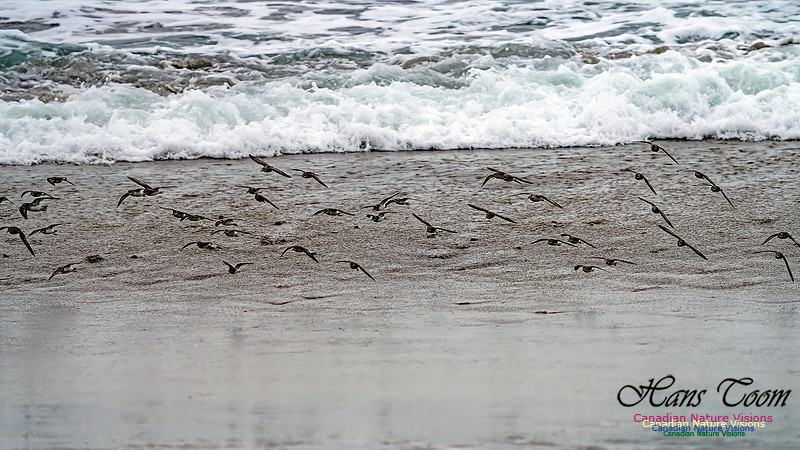 Shorebirds of Hurricane Erin 120