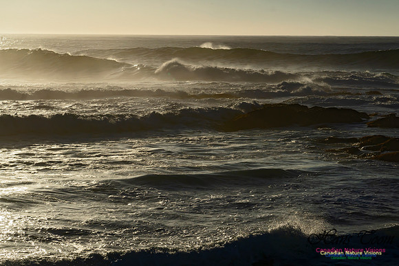 Early Morning on the Coastal Barrens 121