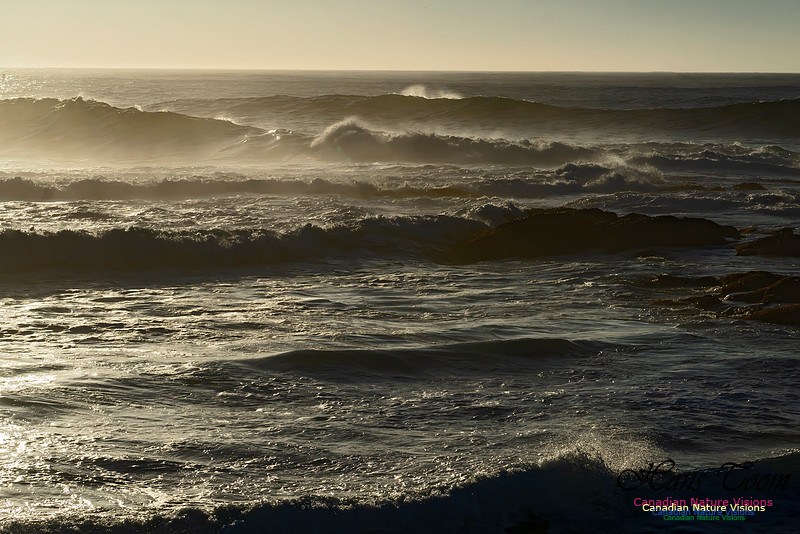 Early Morning on the Coastal Barrens 121