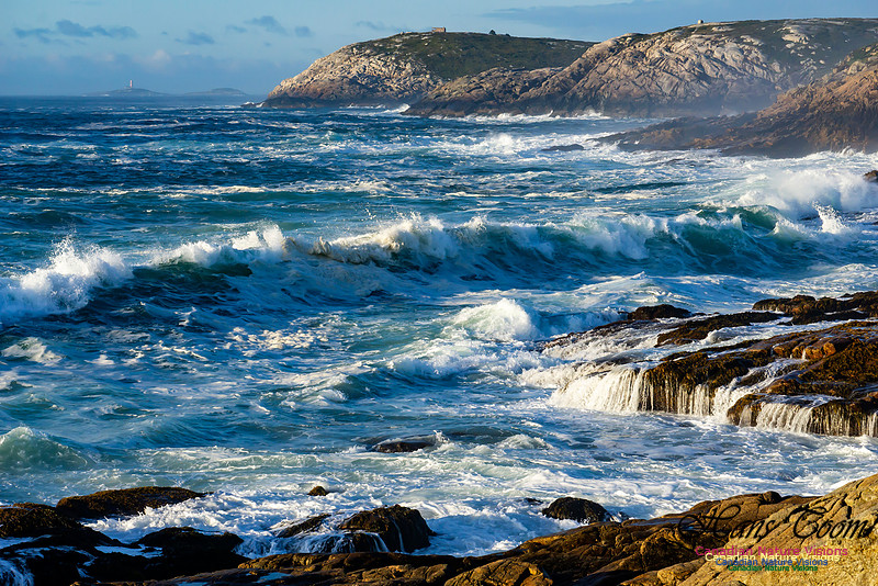 Early Morning on the Coastal Barrens 120