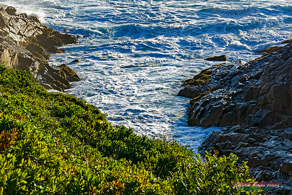 Early Morning on the Coastal Barrens 119
