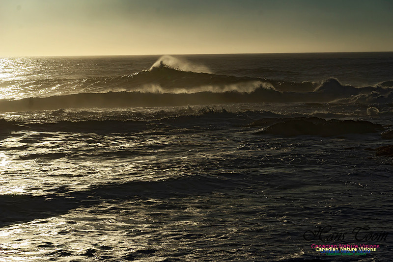 Early Morning on the Coastal Barrens 122