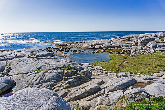 Early Morning on the Coastal Barrens 124