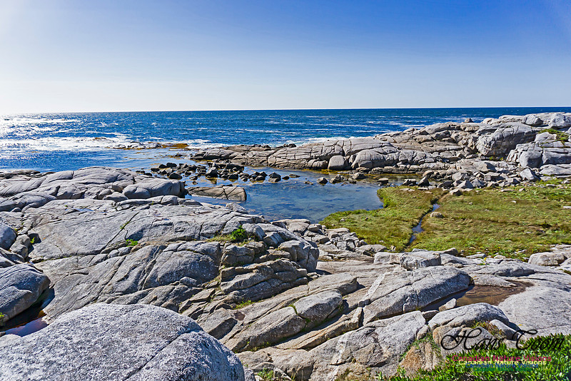 Early Morning on the Coastal Barrens 124