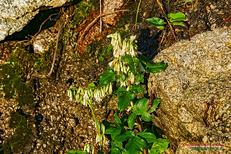 Prenanthes 101