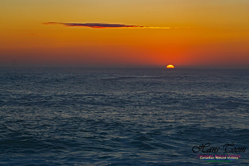 Early Morning on the Coastal Barrens 101