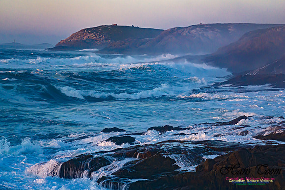 Early Morning on the Coastal Barrens 110