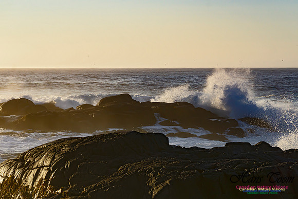 Early Morning on the Coastal Barrens 112