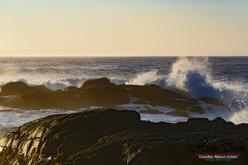 Early Morning on the Coastal Barrens 112