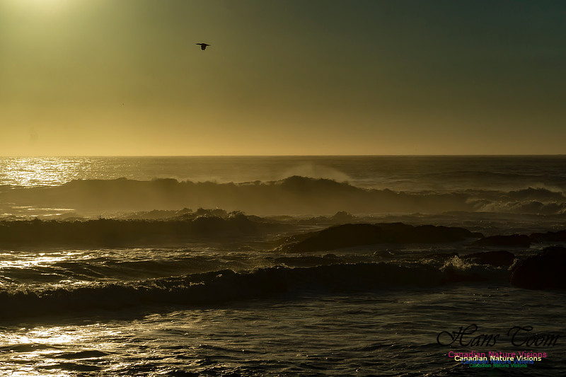 Early Morning on the Coastal Barrens 113
