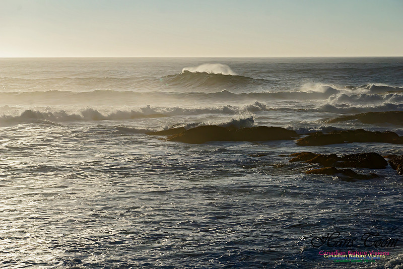Early Morning on the Coastal Barrens 115