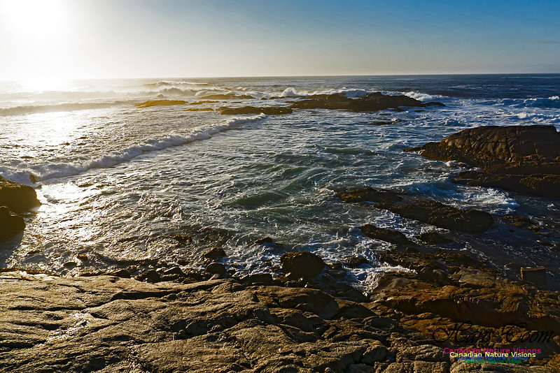Early Morning on the Coastal Barrens 116