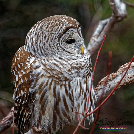 Barred Owl