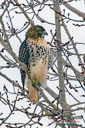 Red-tailed Hawk