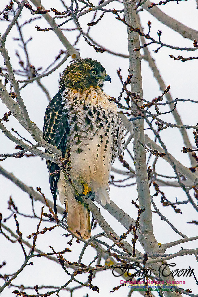 Red-tailed Hawk
