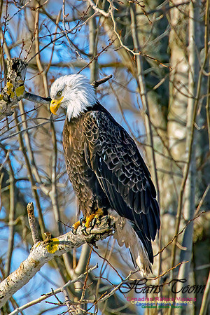 Bald Eagle