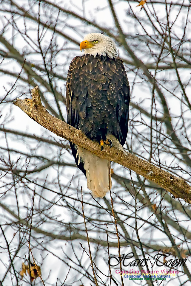 Bald Eagle