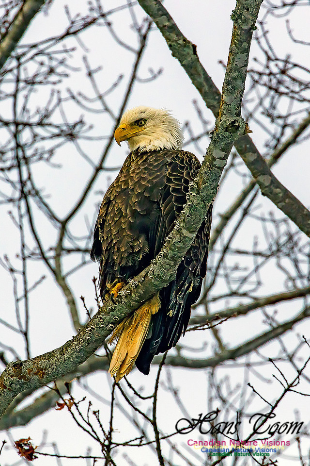 Bald Eagle