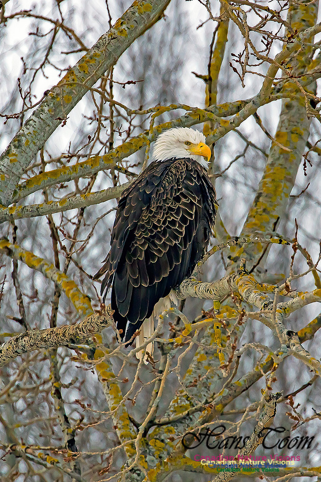 Bald Eagle