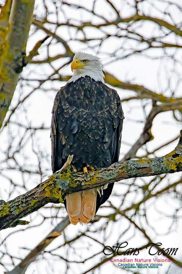Bald Eagle