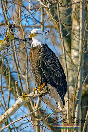 Bald Eagle 6