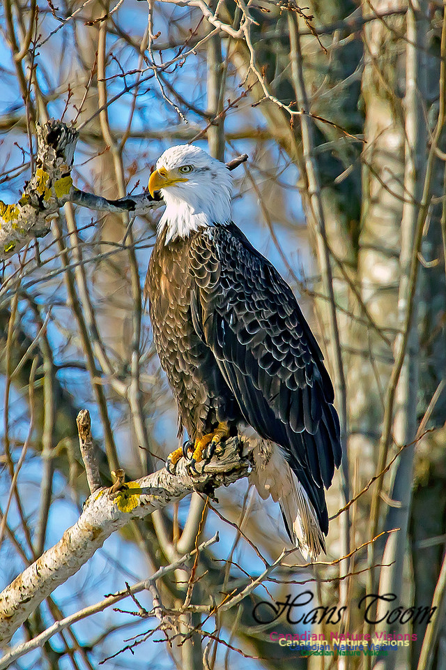 Bald Eagle 6