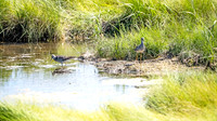 Return of the Shorebirds