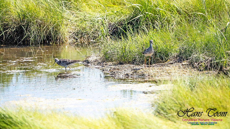 Greater Yellowlegs 100