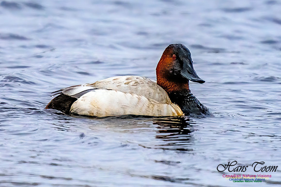 Canvasback 302