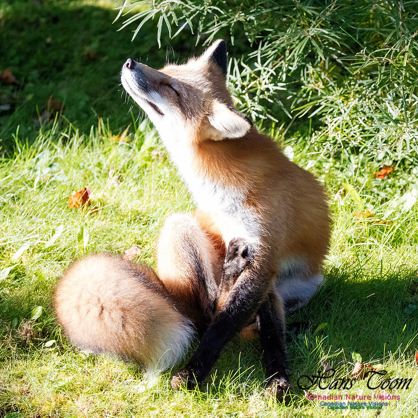 Red Fox