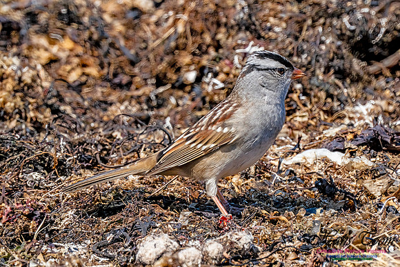 White-crowned Sparrow 302