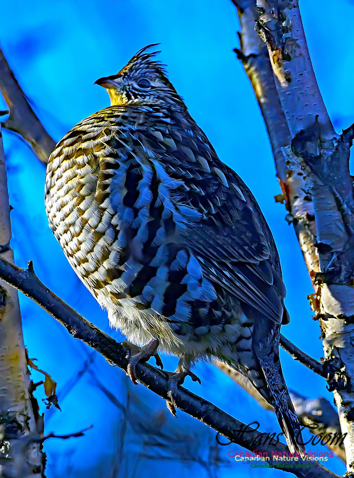 Ruffed Grouse 5