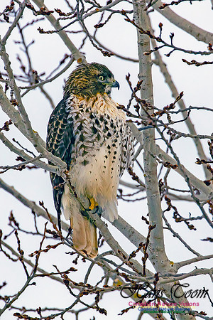 Red-tailed Hawk 3