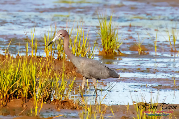 Little Blue Heron 123