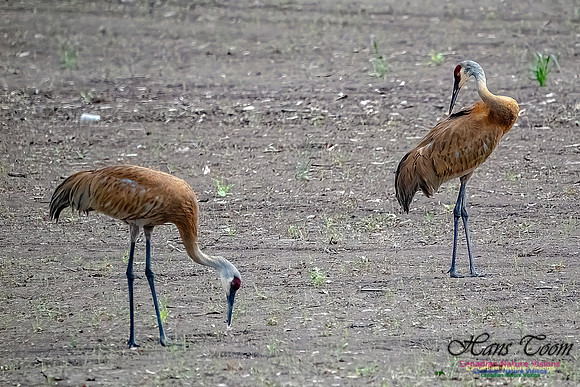 Sandhill Cranes 705