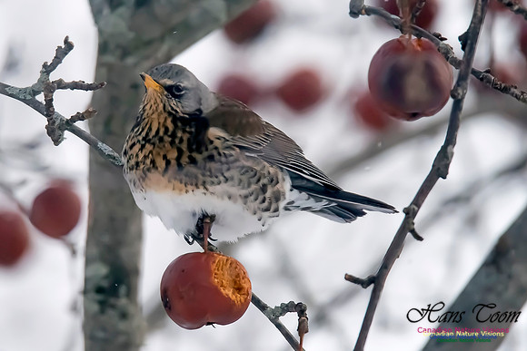 Fieldfare